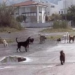 cani