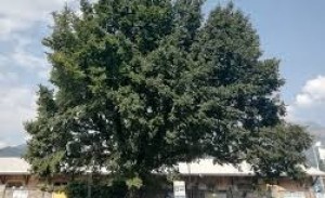 CroppedImage300183-olmo-sassi