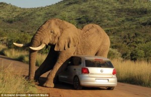 sudafrica-un-elefante-schiaccia-un-auto-577276